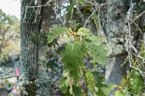 Thorny Popolo — photo by Grigory Heaton