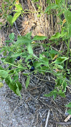 Deadly Nightshade — photo by shagbarkben