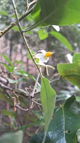 Lanceleaf Nightshade — photo by Manuel Guillermo Millán Otero