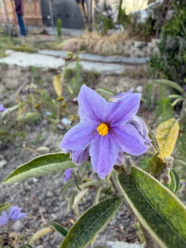 Orangeberry Nightshade — photo by Sadie Dunn
