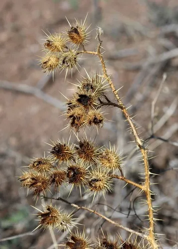 Sonoran Nightshade — photo by Ben Zerante