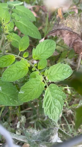 Garden Tomato (var. lycopersicum) — photo by Malik Vest-Walton