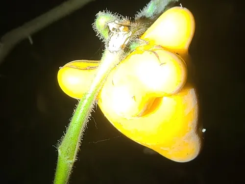 Nipplefruit — photo by David Gustavo R Bonastre