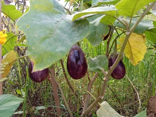 Eggplant — photo by fitrotul laeliyah