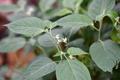Divine Nightshade — photo by Neptalí Ramírez Marcial