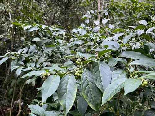 Forest Nightshade — photo by Marcos Rodriguez Bobadilla