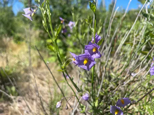 Parish's Nightshade — photo by Caleb Hute