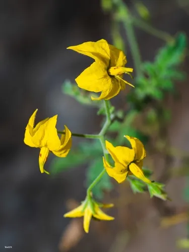 Peruvian Nightshade — photo by Yaker Yactayo