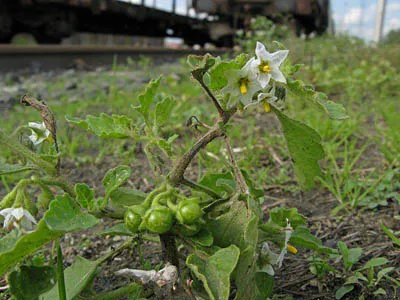 Hoe Nightshade — photo by Quentin Groom