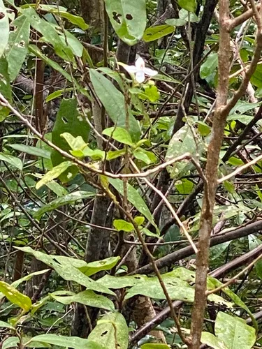 Cakalaka Berry
