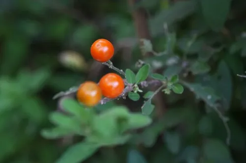 Jerusalem Cherry — photo by jameslin