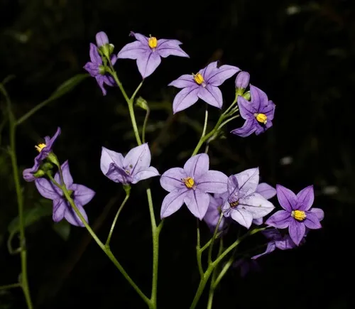 Pear-leaf Nightshade — photo by J. L. Gómez-Hechavarría