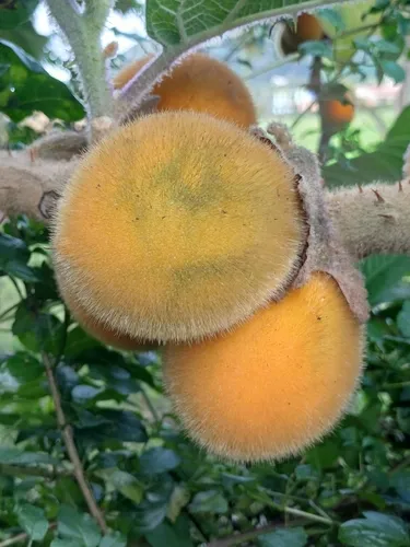 Naranjilla — photo by Stevia