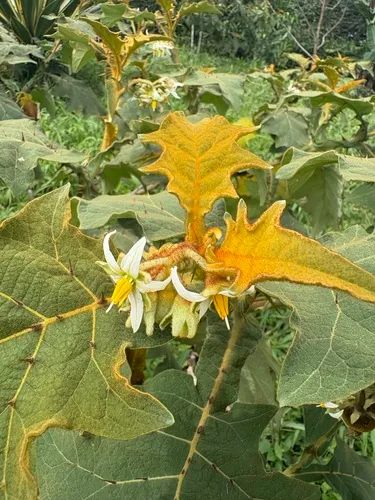 Shrubby Nightshade — photo by ivomeco