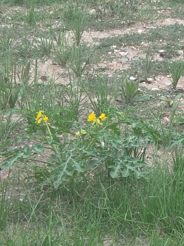 Buffalobur Nightshade