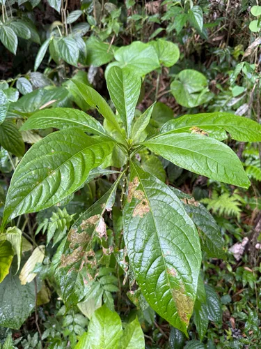Tabacon Aspero — photo by Omar Monzon Carmona