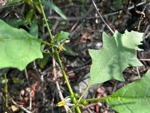 Scrambling Nightshade — photo by cordreyw5