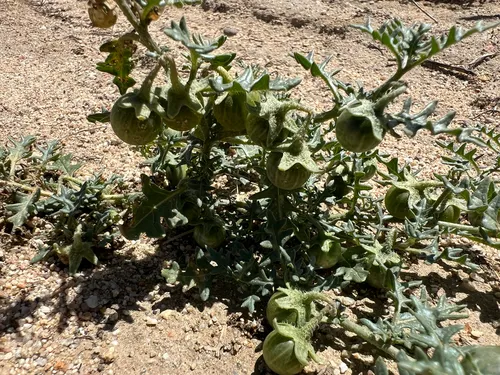 Cutleaf Nightshade