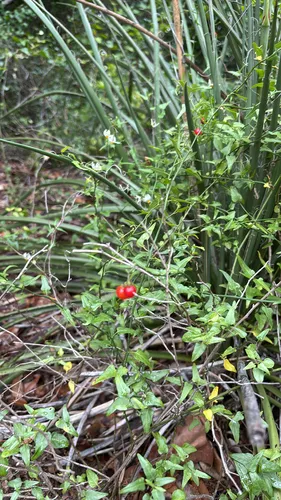 Texas Nightshade — photo by Juan Ramirez