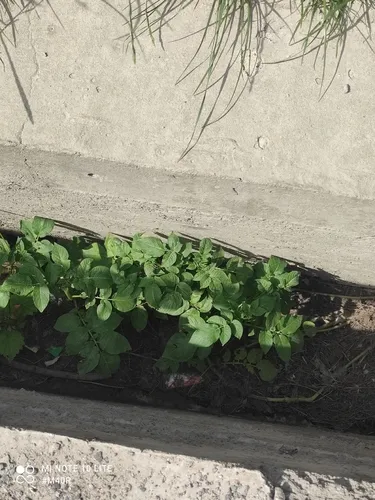 Irish Potato — photo by Михаил Орлов