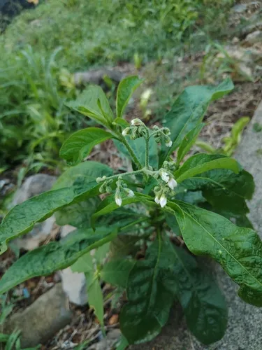 Nightshade — photo by axca