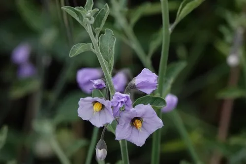 Bluewitch Nightshade