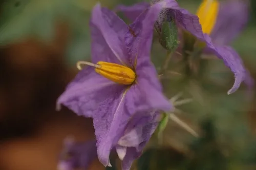 Surattense Nightshade — photo by Om prakash