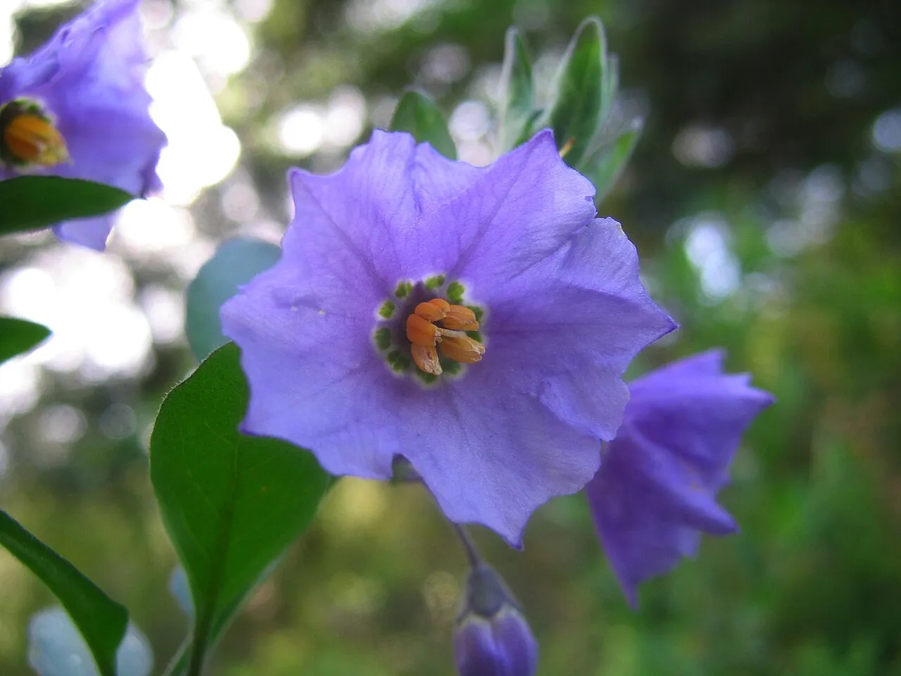 Chaparral Nightshade — photo by Dawn Endico from Menlo Park, California