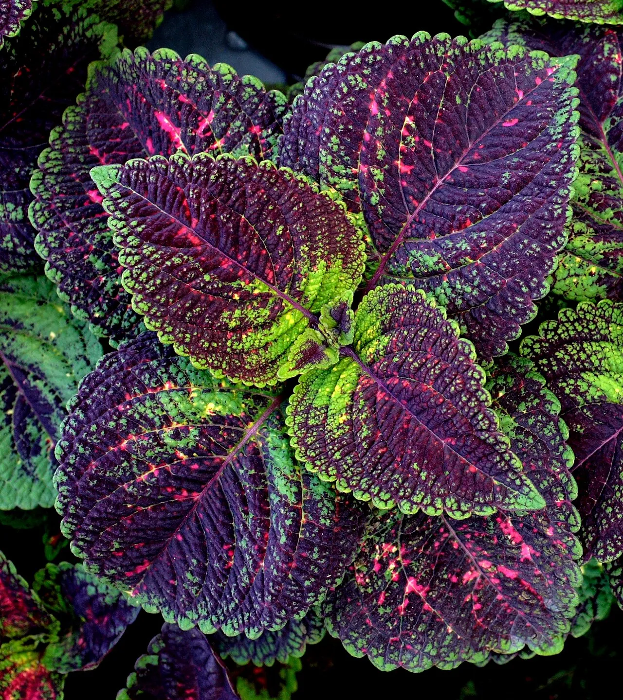 Common Coleus — photo by Rufino Osorio (also known as Desmodium )