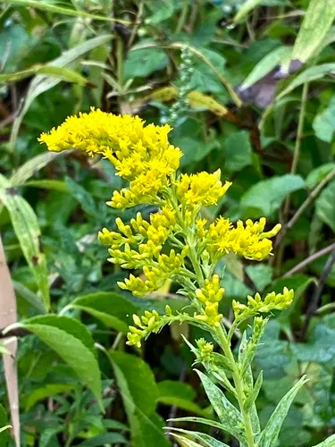 Canada Goldenrod — photo by Sandy Wolkenberg