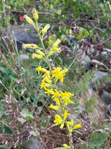 Sand Goldenrod — photo by samwilhelm