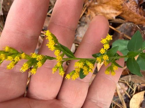 Dixie Goldenrod — photo by Brandon Fountain