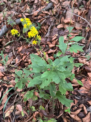 Buckley's Goldenrod