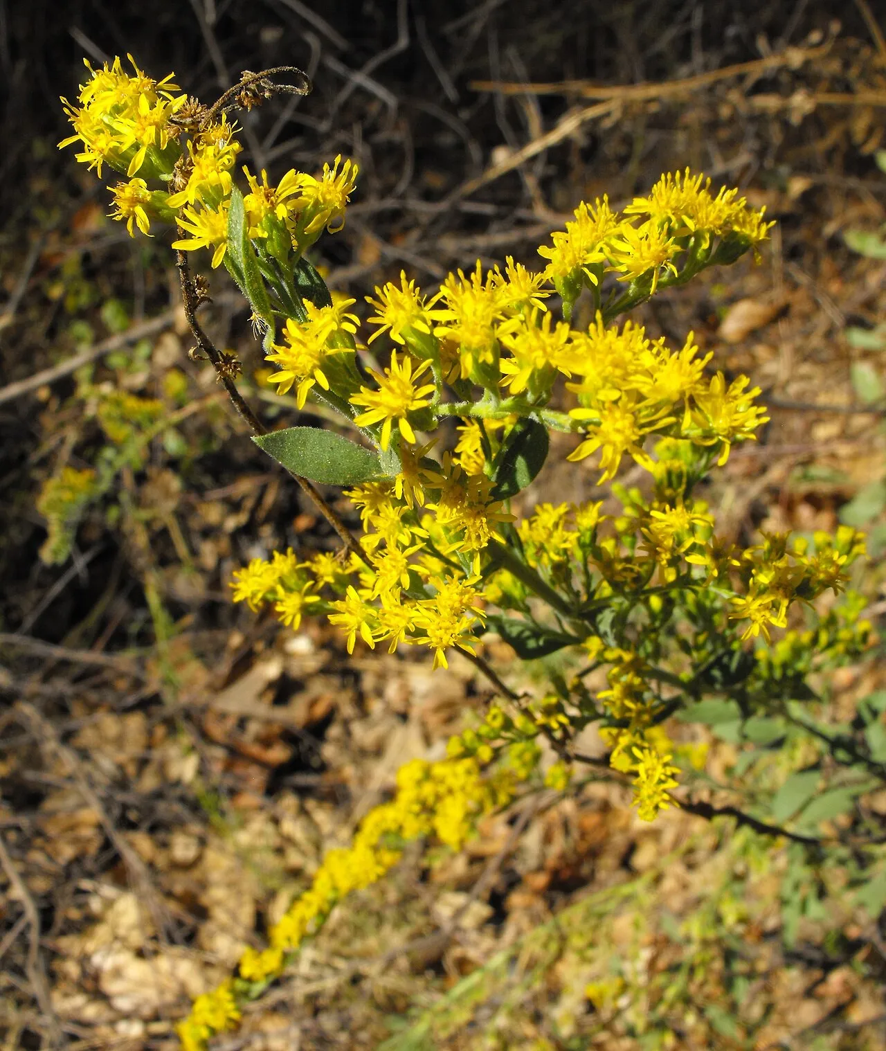 California Goldenrod — photo by Stickpen