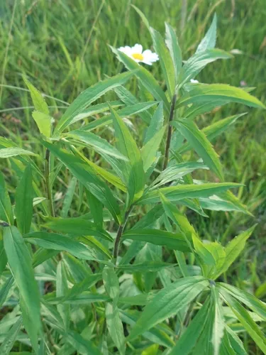 Canada Goldenrod