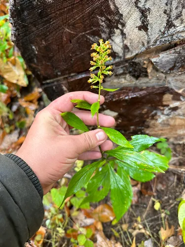 Mountain Decumbent Goldenrod — photo by Ian I