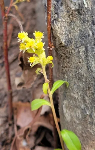 Showy Goldenrod — photo by Joe Girgente