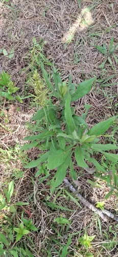Pine Barren Goldenrod