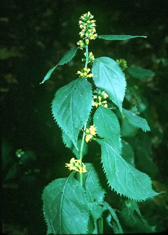 Zigzag Goldenrod — photo by Wikimedia Commons