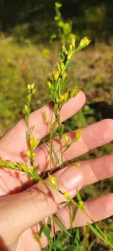 Virginia Goldenrod — photo by Anthony A Simmons