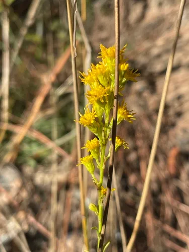 Guirado Goldenrod — photo by Linda S Terrill