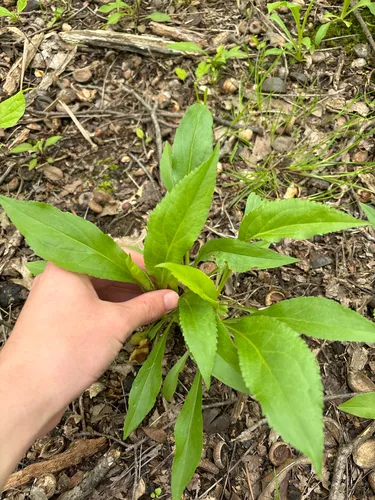 Early Goldenrod — photo by Summit Metro Parks