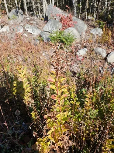Elliott's Goldenrod — photo by Mike Zifkin