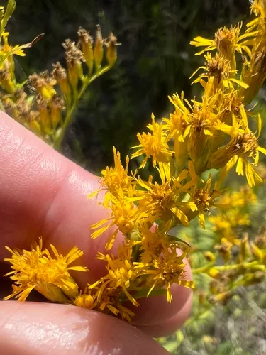 Leavenworth's Goldenrod — photo by James K. Wetterer
