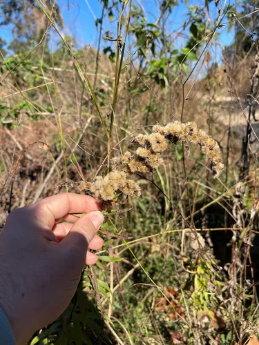 Louisiana Goldenrod — photo by Jake Smith