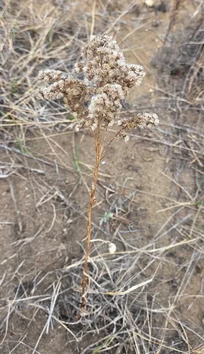 Missouri Goldenrod
