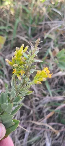 Velvety Goldenrod (var. angustata) — photo by Tamera Minnick