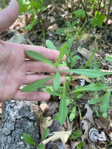 Gray Goldenrod