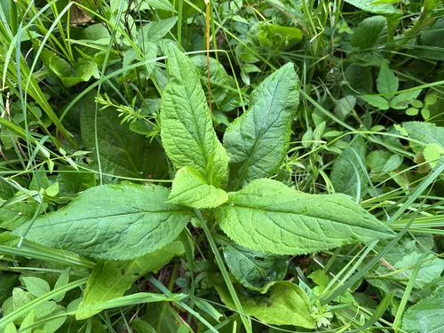 Roundleaf Goldenrod