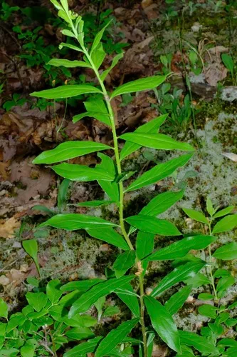 Downy Ragged Goldenrod — photo by Nathan Aaron